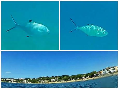 Palometa en la Platja Llarga de Tarragona