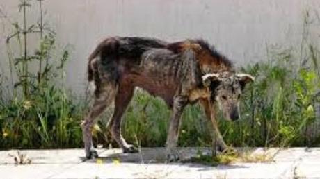 La necesidad tiene cara de perro