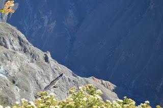 Qué ver en el Valle del Colca?