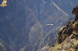 Qué ver en el Valle del Colca?