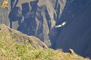 Qué ver en el Valle del Colca?