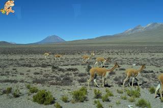 Qué ver en el Valle del Colca?