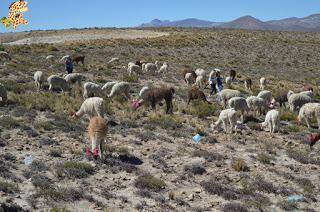 Qué ver en el Valle del Colca?