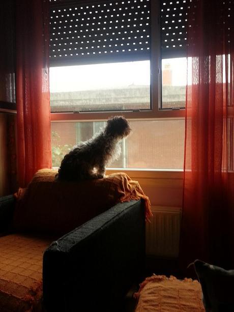 Androidografia Barakaldo 1480