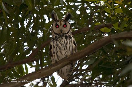 Lechuzón orejudo (Striped Owl) Pseudoscops clamator