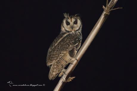 Lechuzón orejudo (Striped Owl) Pseudoscops clamator