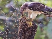 Curiosidades: halcón abejero trivia: honey buzzard.