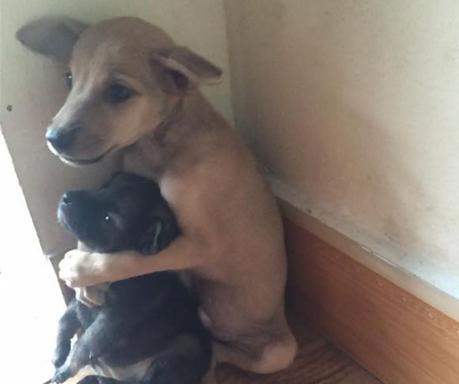 El abrazo de dos cachorros abandonados.