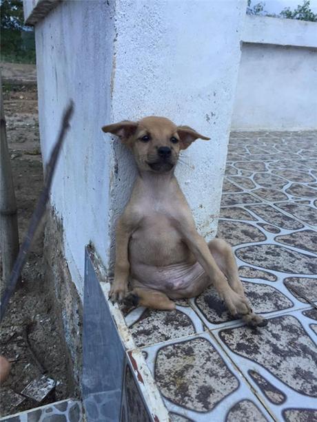 El abrazo de dos cachorros abandonados.