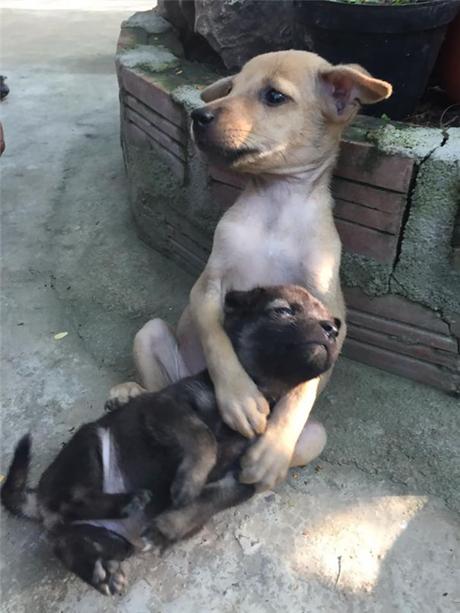 El abrazo de dos cachorros abandonados.