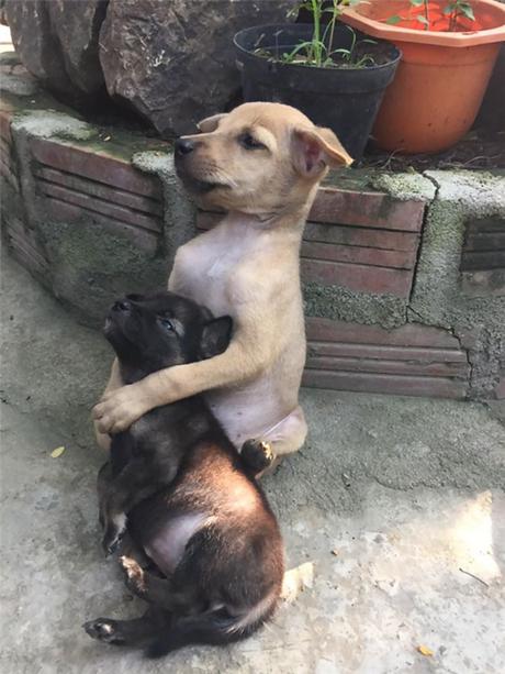 El abrazo de dos cachorros abandonados.