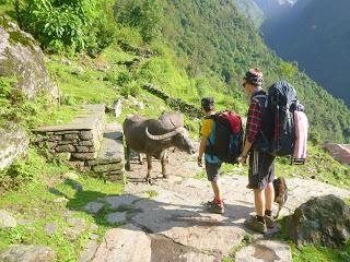 ANNAPURNA BASE CAMP ETAPA 3: CHOMRONG (2170 m) - DEURALI (3230 m)