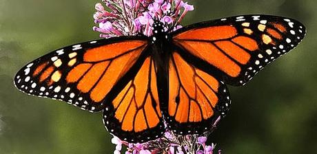 Matemáticas para explicar el largo viaje de las mariposas monarca