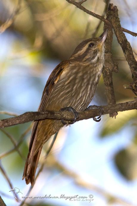 Picolezna rojizo (Streaked xenops) Xenops rutilans