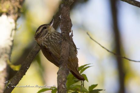 Picolezna rojizo (Streaked Xenops) Xenops rutilans Picolezna rojizo (Streaked xenops) Xenops rutilans