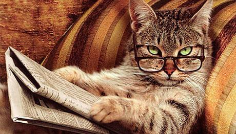 que piensan los gatos