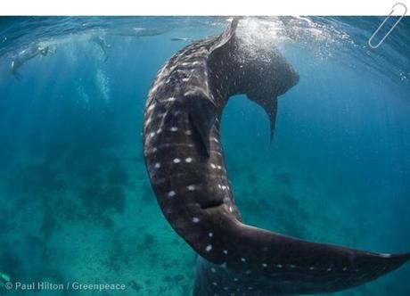 Extraños y maravillosos tiburones