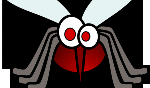 Picaduras de insectos: alivia el picor con remedios caseros Picaduras de insectos: alivia el picor con remedios caseros