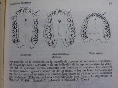 Síntesis: Mente y materia ensayo de epistemología evolutiva/Max Delbrück