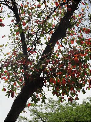 Almendrón: Terminalia catappa