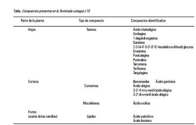 Almendrón: Terminalia catappa