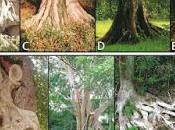 Género Ficus