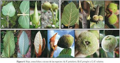 Género Ficus