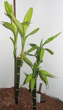 Dracenas