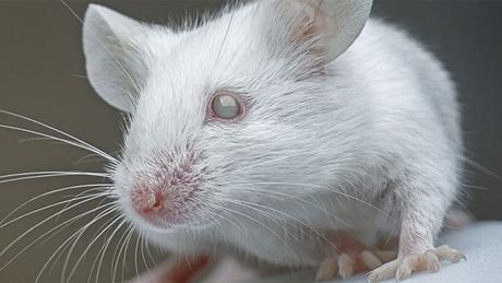 Logran que ratones ciegos recuperen la visión gracias a la regeneración celular Logran que ratones ciegos recuperen la visión gracias a la regeneración celular