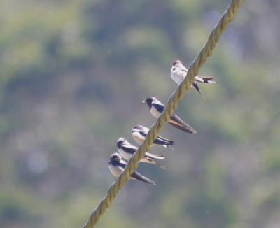 Preparándose para la marcha