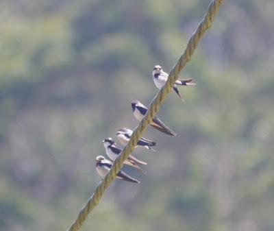 Preparándose para la marcha