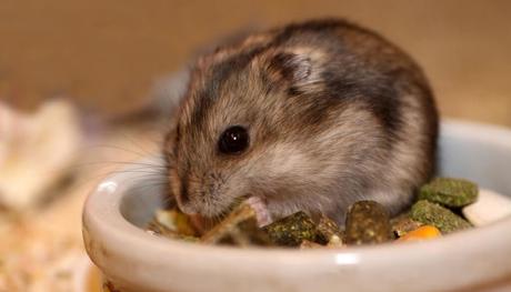 que-cuidados-necesita-un-hámster-2