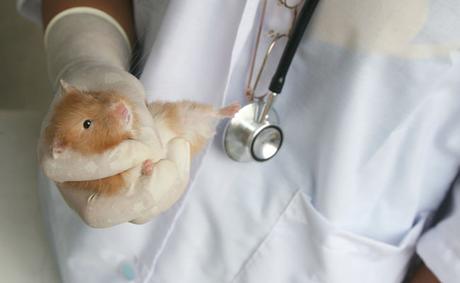 que-cuidados-necesita-un-hámster-3