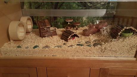 que-cuidados-necesita-un-hámster-1