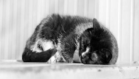 el vómito en los gatos