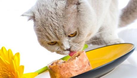 los gatos con vómito 