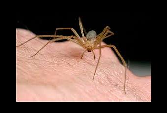 ¿Arañas en casa? - Paperblog