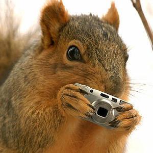 Ardilla roba una cámara GoPro y graba su propio video de la naturaleza