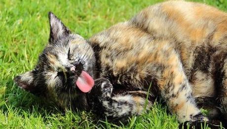 los gatos y la caída del pelo 