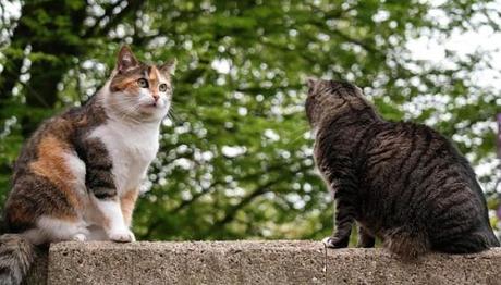 la caída del pelo en los gatos 