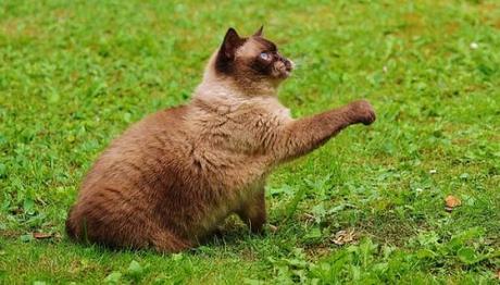 caida del pelo en gatos