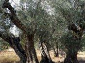 Otras leyendas Juan Sierra Norte Guadalajara