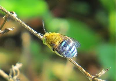 LA MARAVILLOSA ABEJA DE RAYAS AZULES - THE MARVELOUS BEE BANDED BLUE.