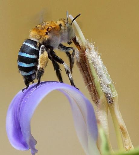 LA MARAVILLOSA ABEJA DE RAYAS AZULES - THE MARVELOUS BEE BANDED BLUE.