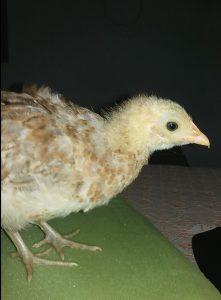 ©El pollo Joselito.