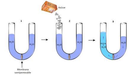 De té para marineros y ósmosis inversa