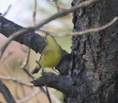 Ya llegan los paseriformes migrantes