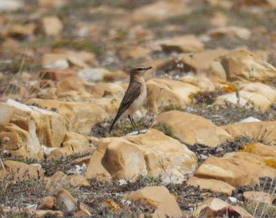 Ya llegan los paseriformes migrantes