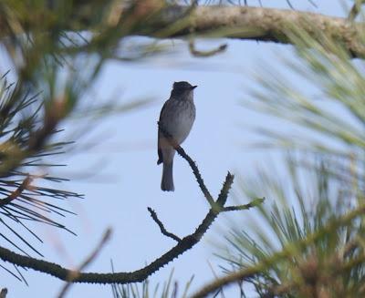 Ya llegan los paseriformes migrantes