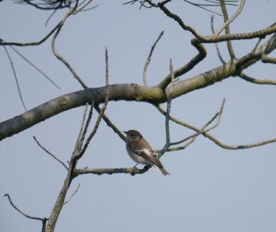 Ya llegan los paseriformes migrantes